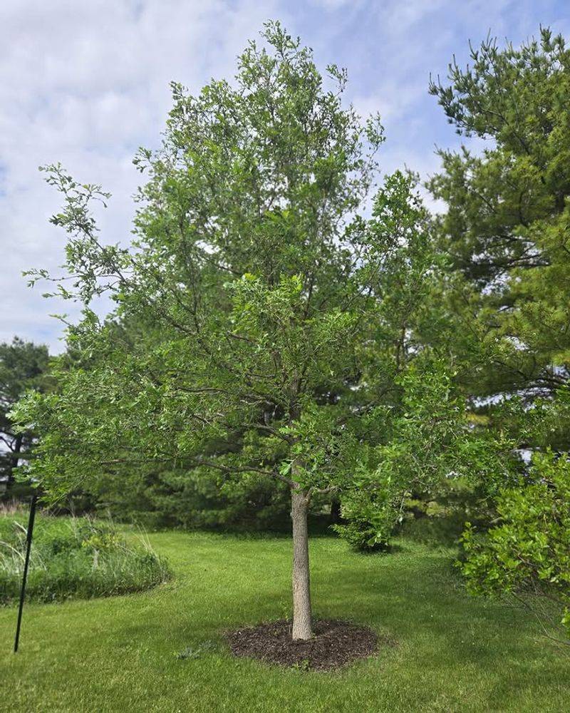 Bur Oak Creates A Durable Long-Term Canopy Bur Oak Creates A Durable Long-Term Canopy