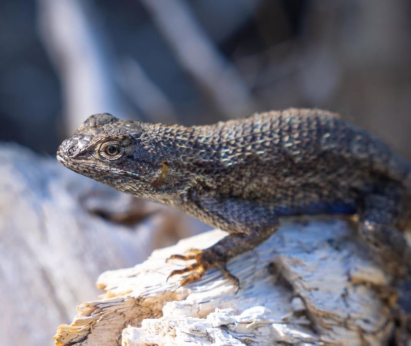 Buried Eggs Usually Mean Lizards Are Nearby Buried Eggs Usually Mean Lizards Are Nearby