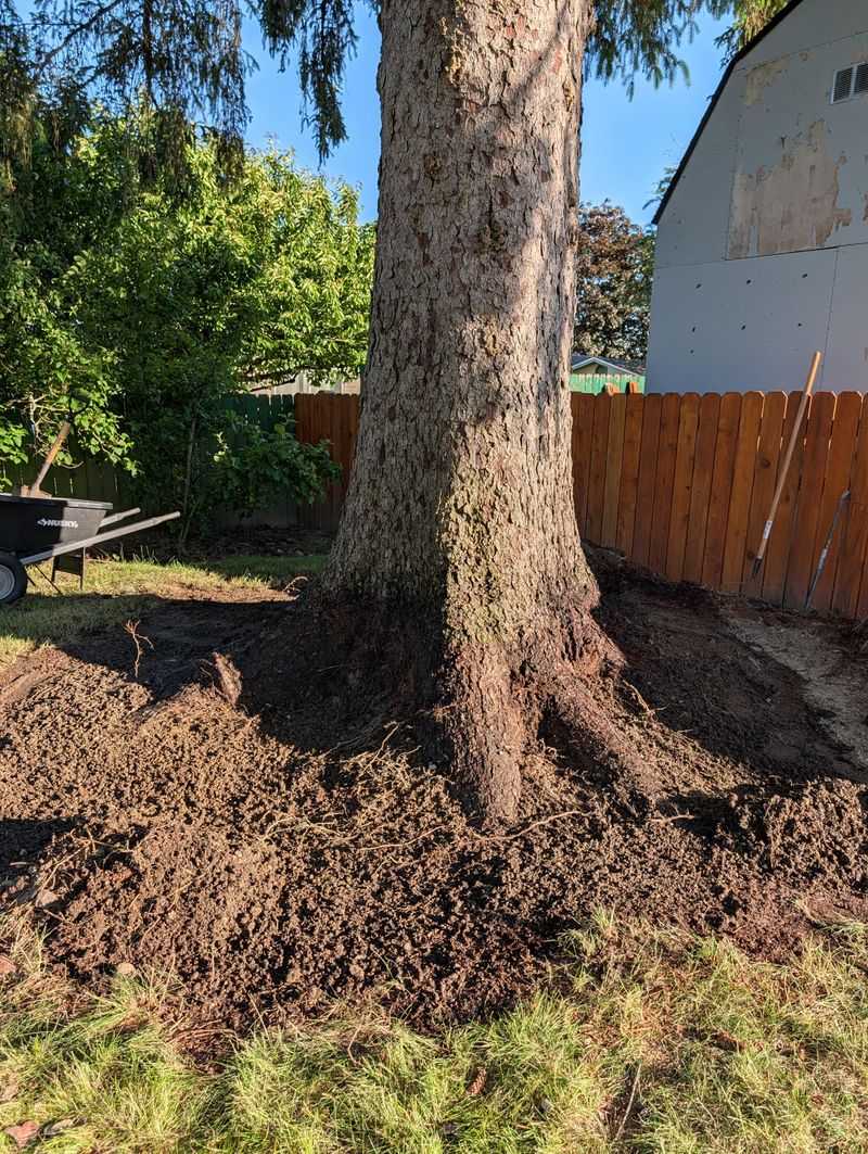 Buried Root Flares Can Weaken Trees