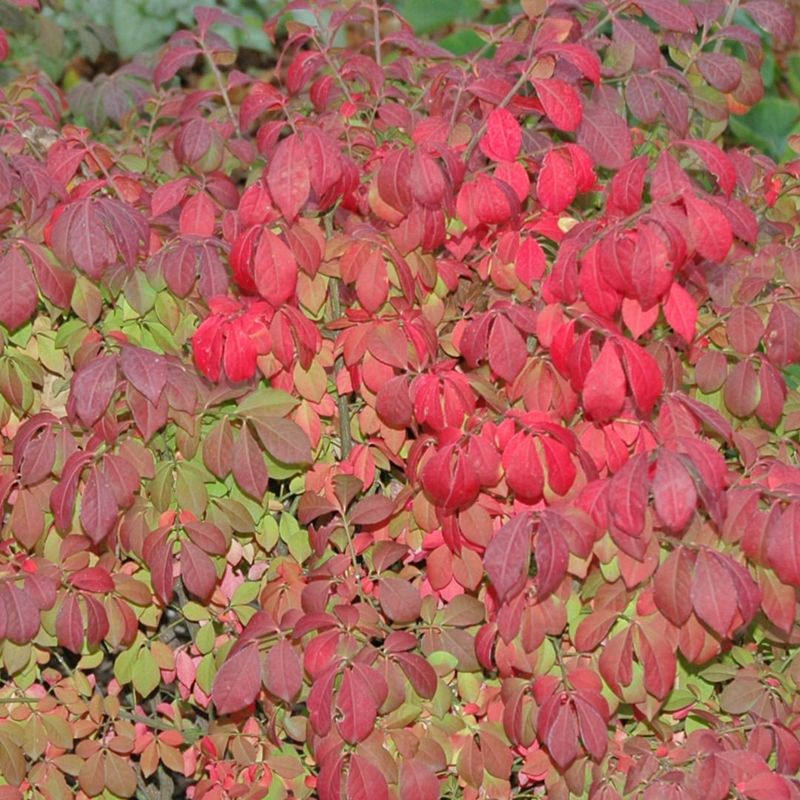 Burning Bush (Euonymus Alatus)