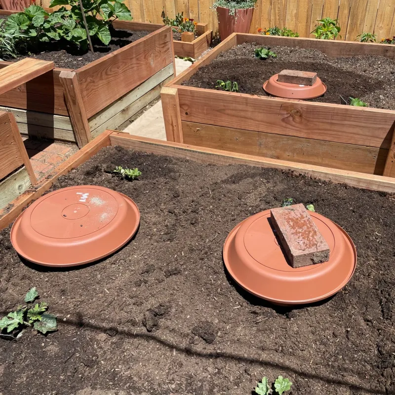 Bury The Olla With The Neck Above The Soil Bury The Olla With The Neck Above The Soil
