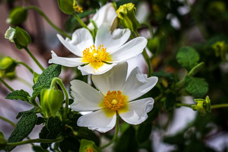 Bush Anemone (Carpenteria Californica)