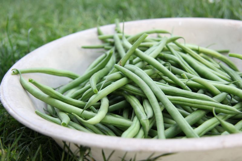 Bush Beans Bush Beans