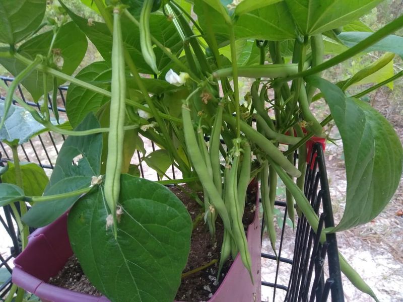 Bush Beans Can Still Be Sown In Late July Bush Beans Can Still Be Sown In Late July