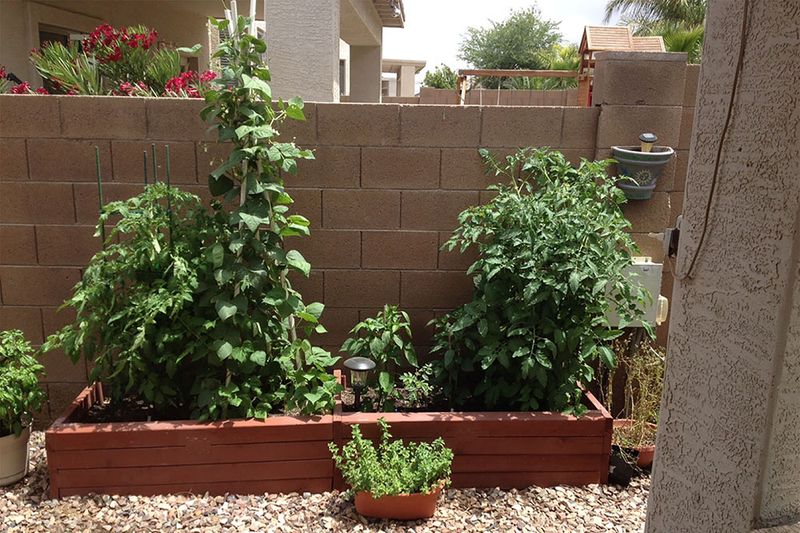 Bush Beans Deliver One Of The Fastest Harvests