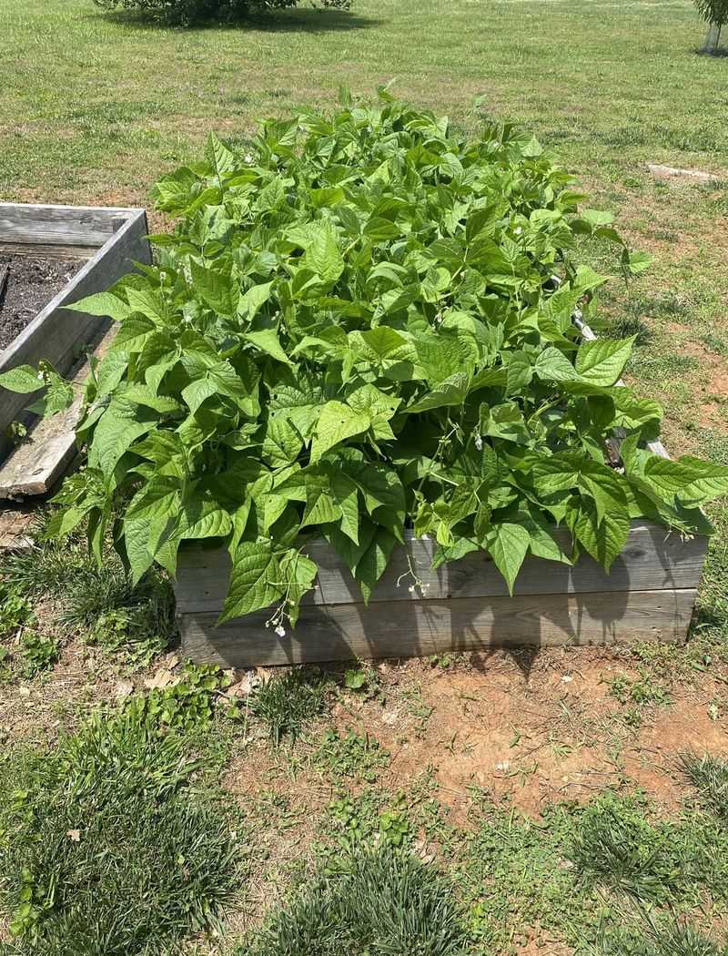 Bush Beans Need An Early-August Push Bush Beans Need An Early-August Push