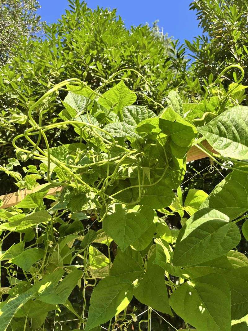 Bush Beans Still Work In Early August Bush Beans Still Work In Early August
