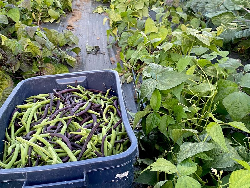 Bush Beans Suit Late Summer Planting Bush Beans Suit Late Summer Planting