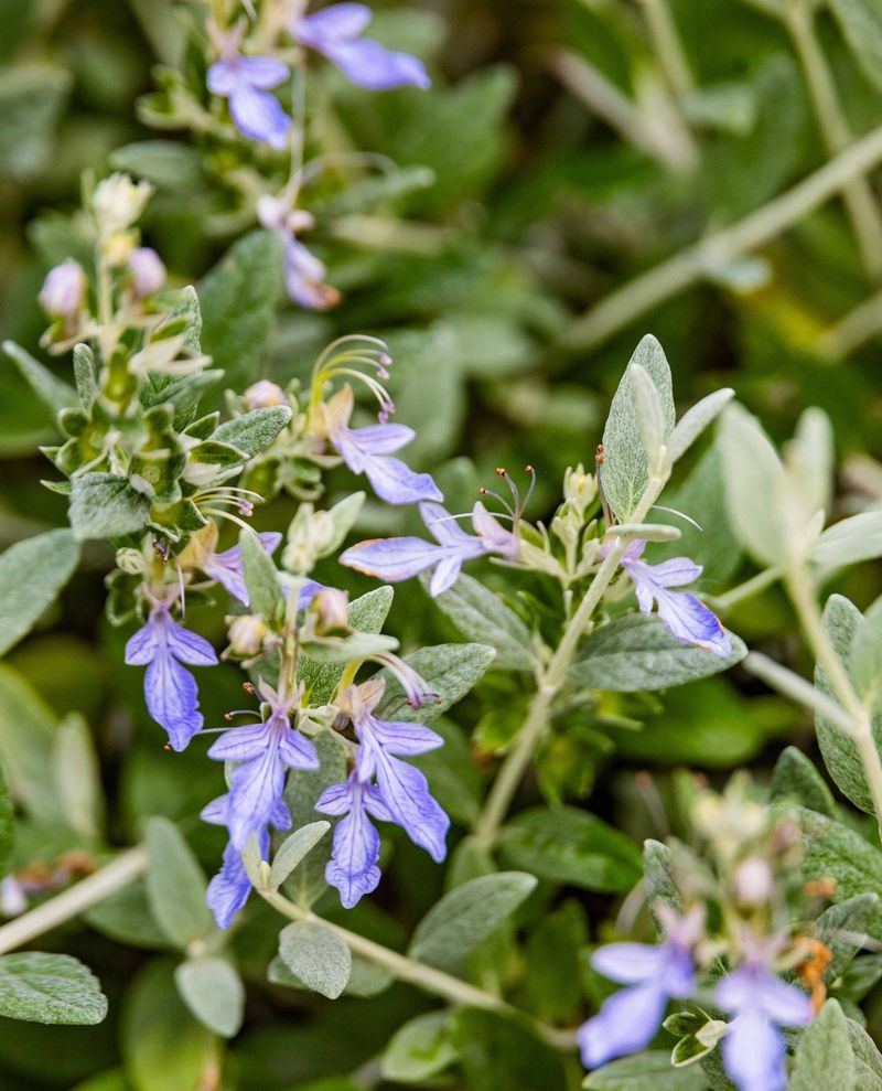 Bush Germander Keeps Hot Pots Tidy