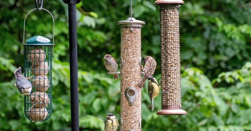 Busy Patio Spots Make Birds More Vulnerable Busy Patio Spots Make Birds More Vulnerable