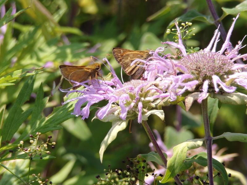 Butterflies Get Better Timing Butterflies Get Better Timing