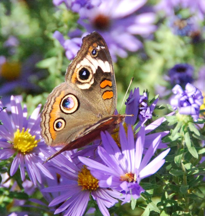 Butterflies Use It As A Late Nectar Stop Butterflies Use It As A Late Nectar Stop