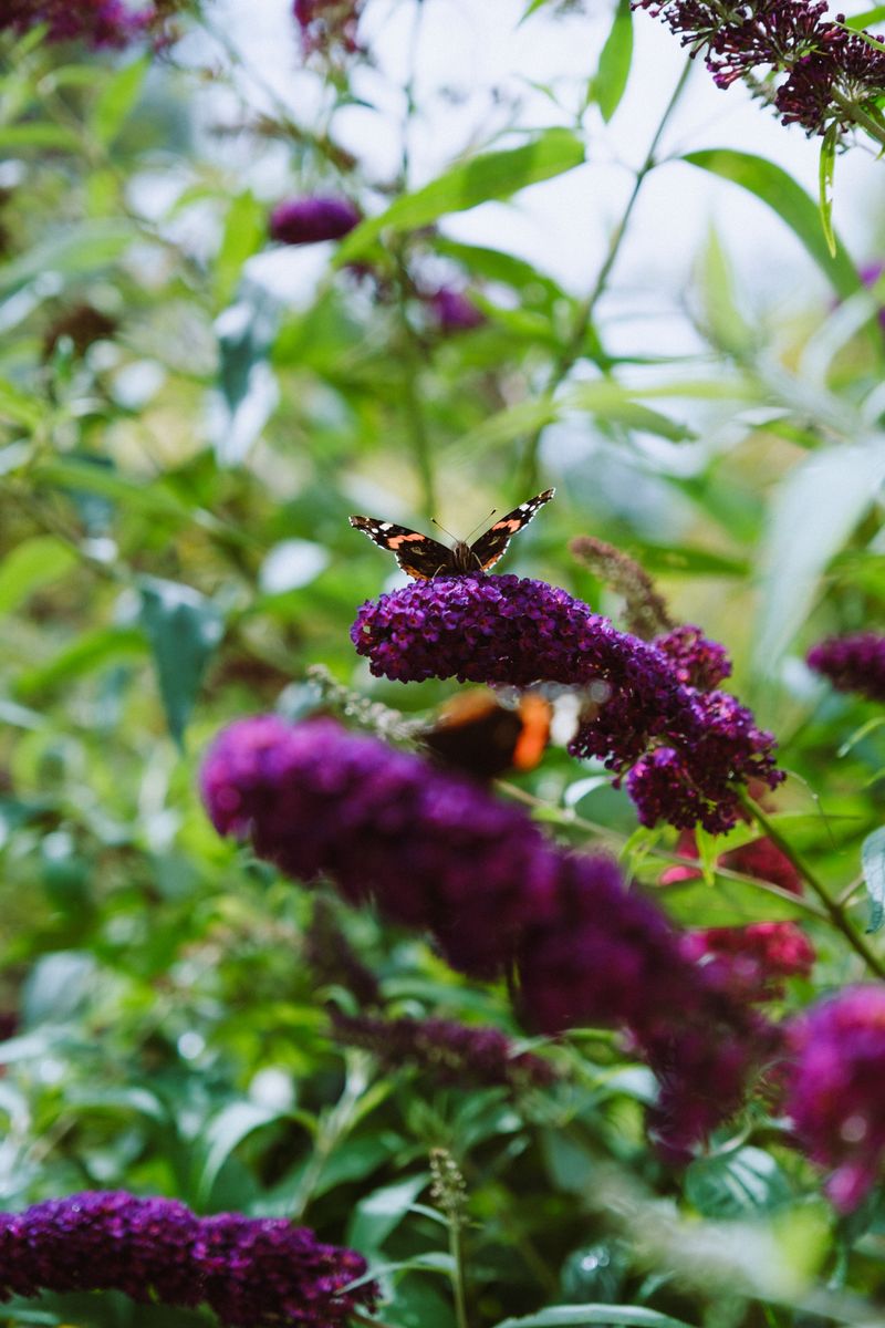 Butterfly Bush