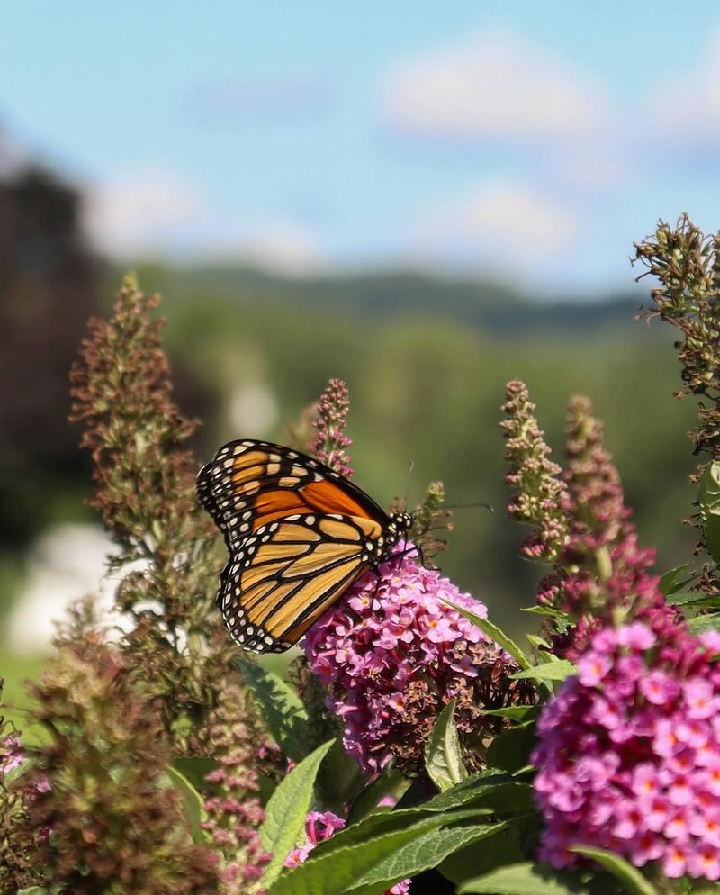 Butterfly Bush (Buddleia) Butterfly Bush (Buddleia)