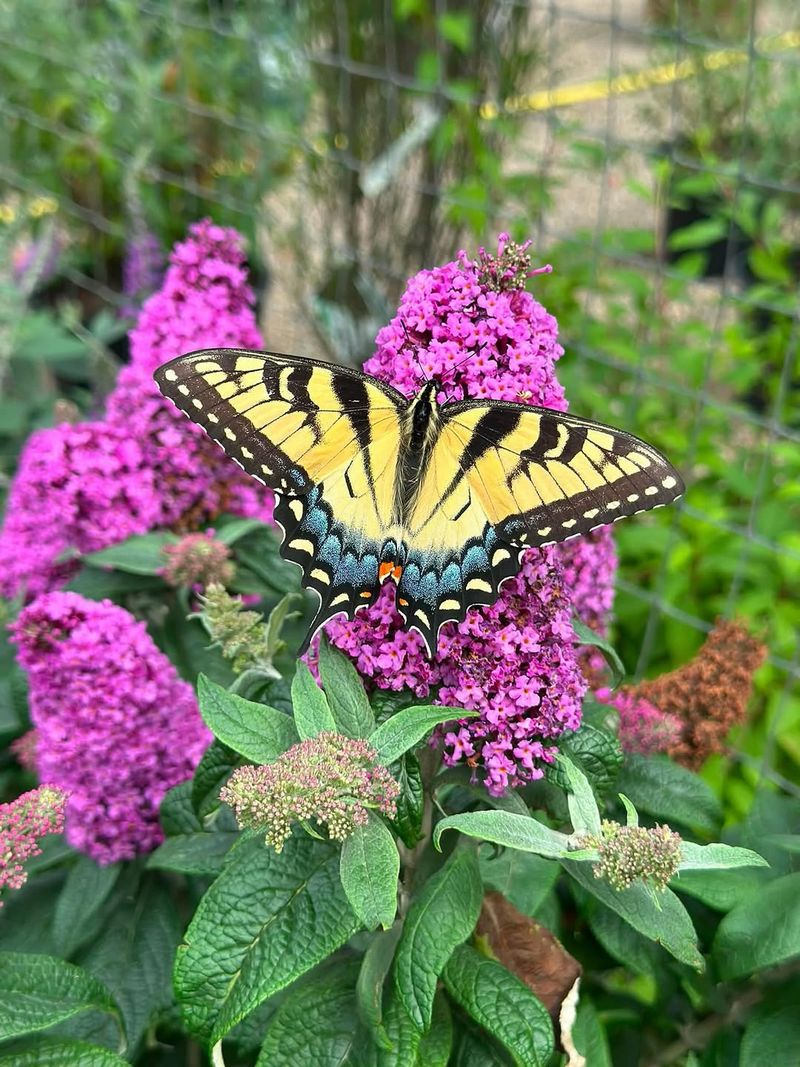 Butterfly Bush Can Crowd Out Better Native Plants