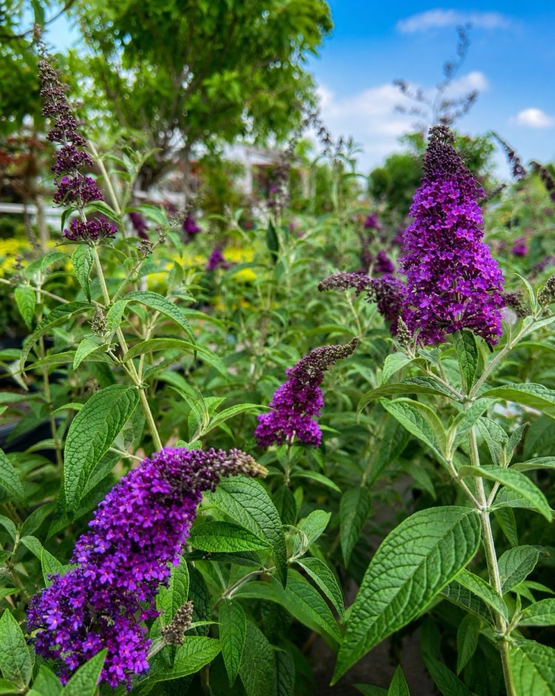 Butterfly Bush Is Invasive In North Carolina