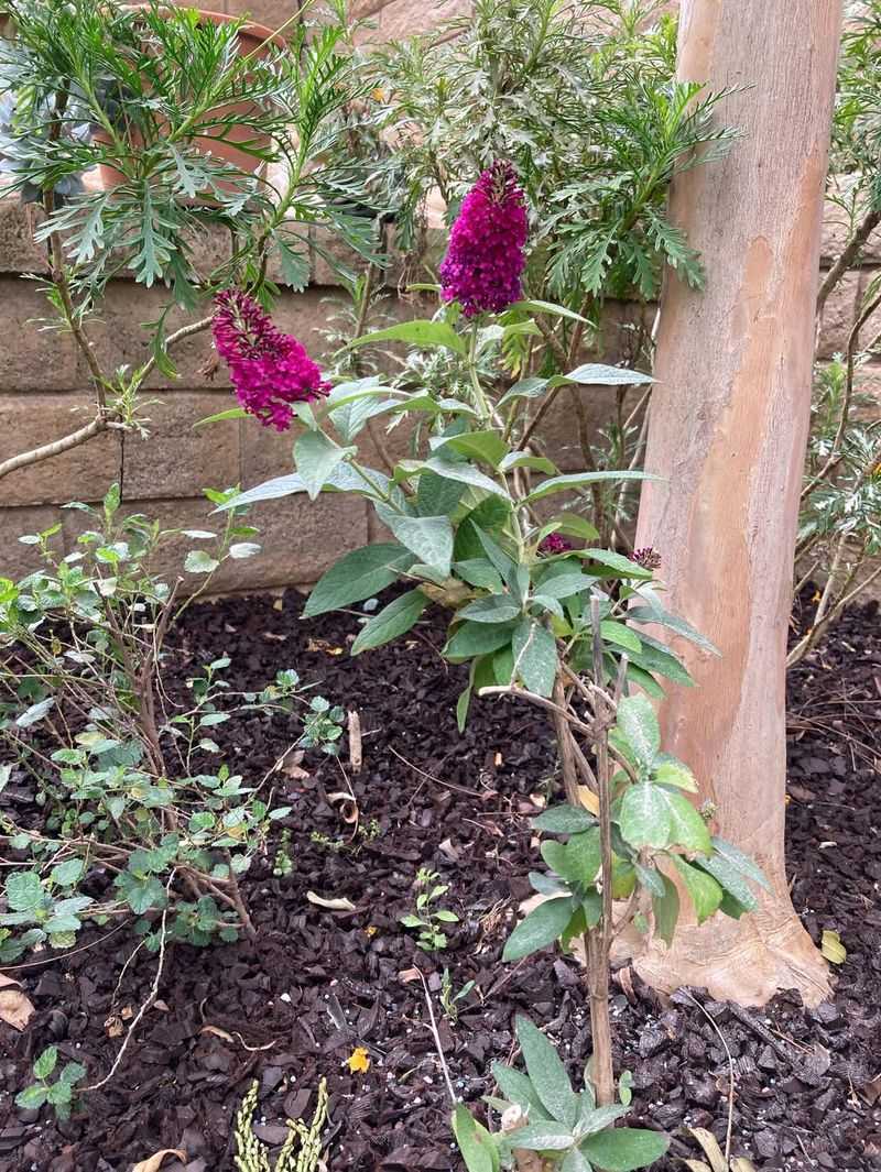 Butterfly Bush Offers Nectar But Not Enough Habitat Value