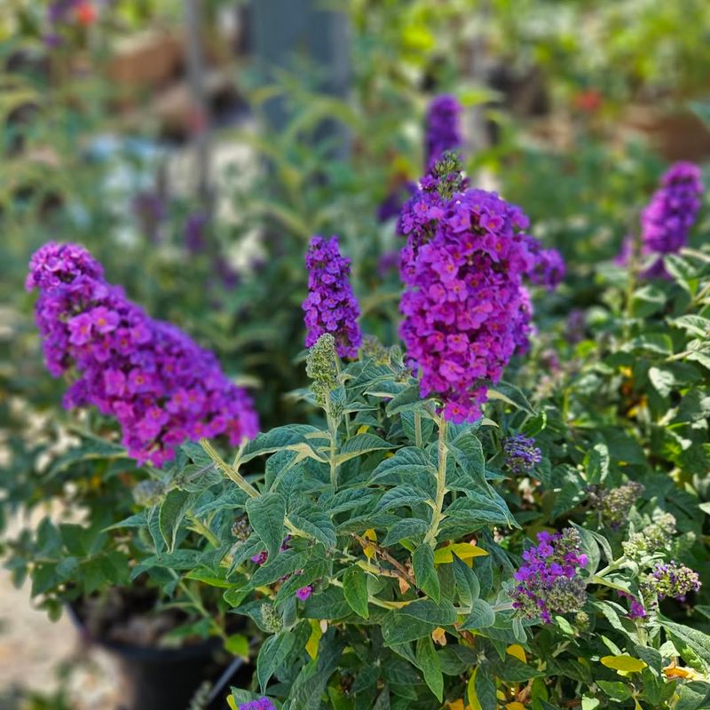 Butterfly Bush Produces Too Many Seeds