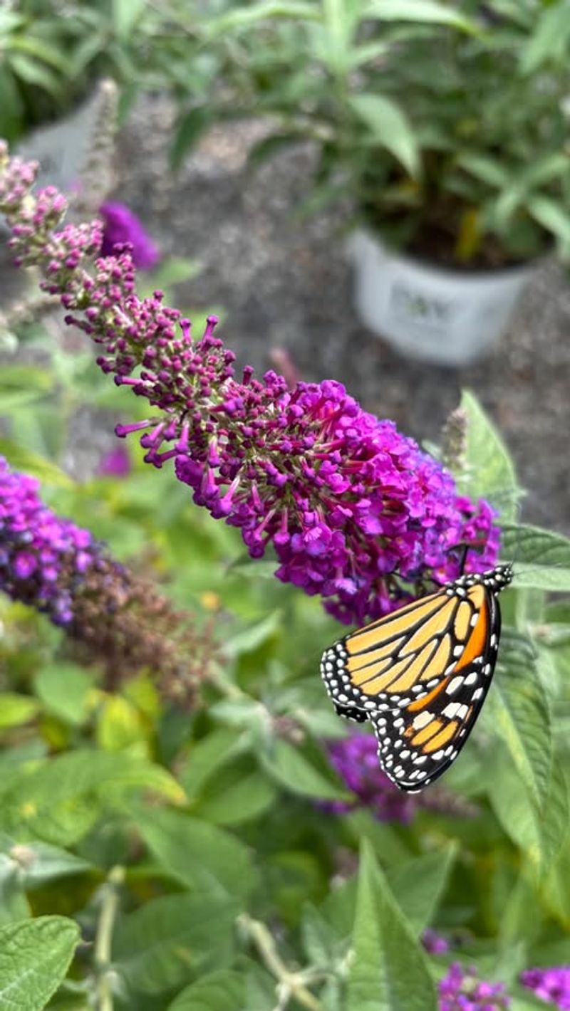 Butterfly Bush Still Feeds Adult Butterflies Butterfly Bush Still Feeds Adult Butterflies