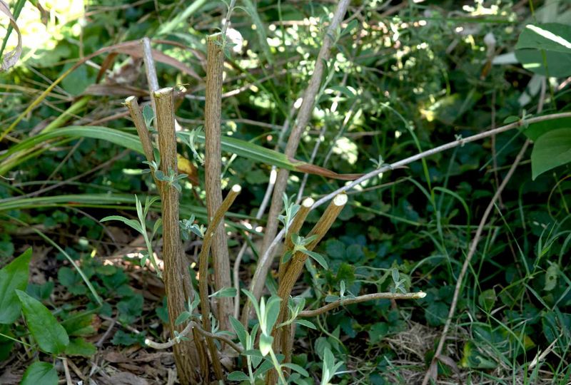 Butterfly Bush Wants A Ruthless Cutback