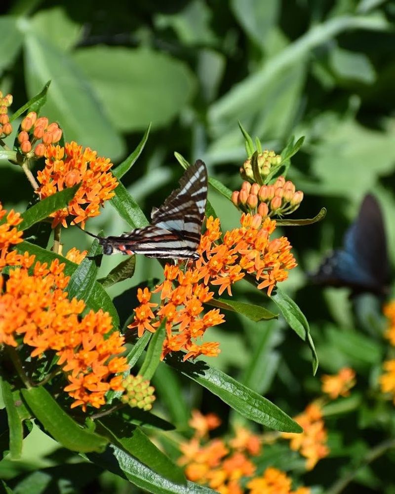 Butterfly Weed Butterfly Weed