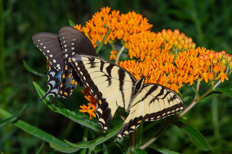 Butterfly Weed Butterfly Weed