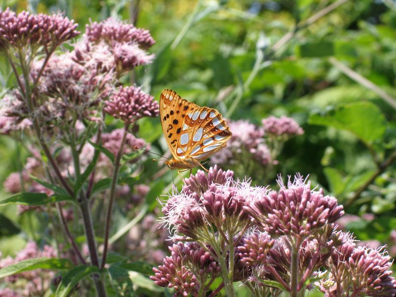 Butterfly Weed Butterfly Weed