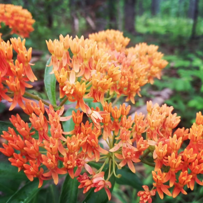 Butterfly Weed