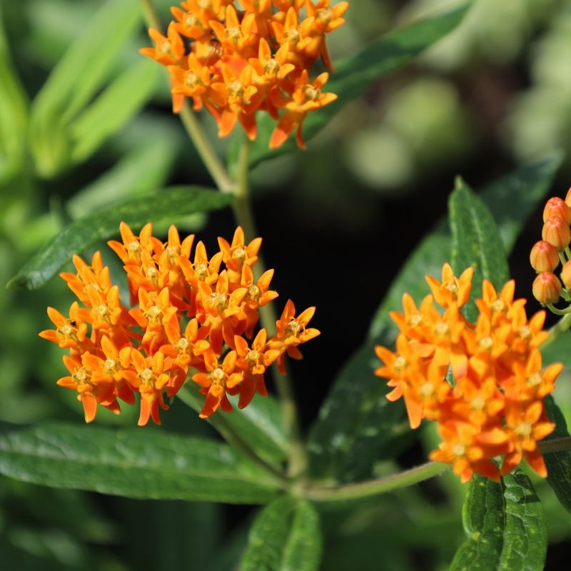 Butterfly Weed Handles Hot Dry Slopes Butterfly Weed Handles Hot Dry Slopes