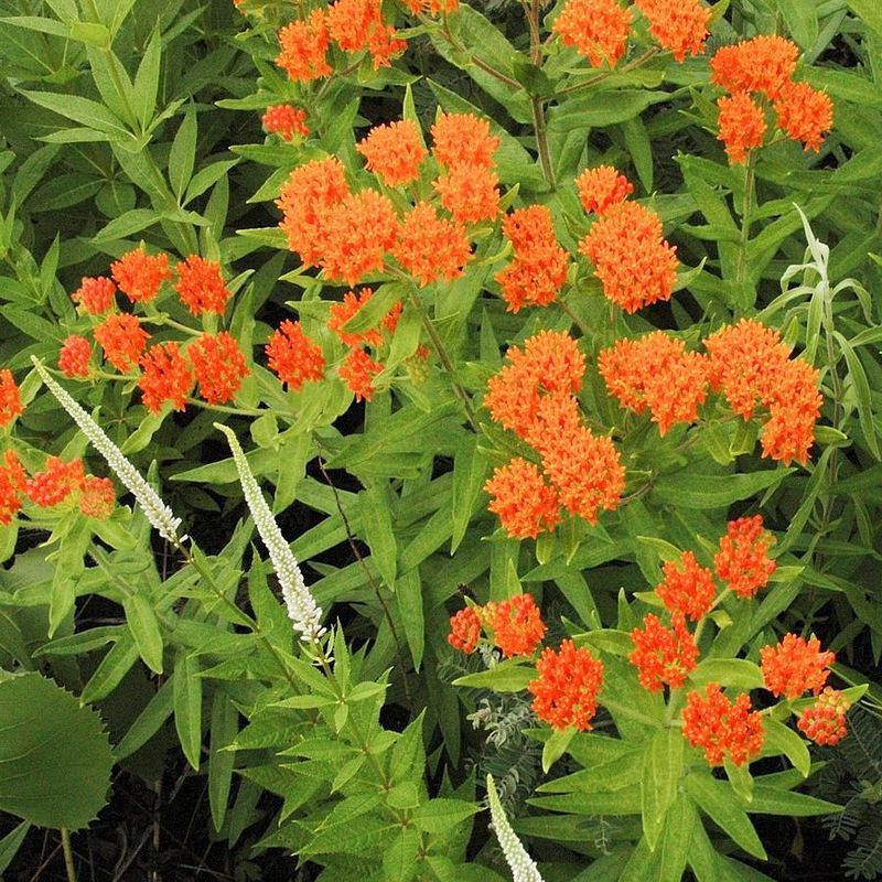 Butterfly Weed Handles Sunny Driveway Heat Butterfly Weed Handles Sunny Driveway Heat