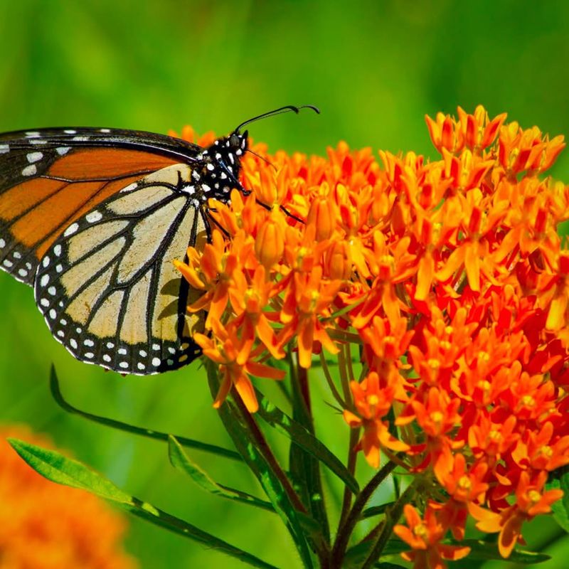 Butterfly Weed Is A Native Milkweed Monarchs Depend On Butterfly Weed Is A Native Milkweed Monarchs Depend On