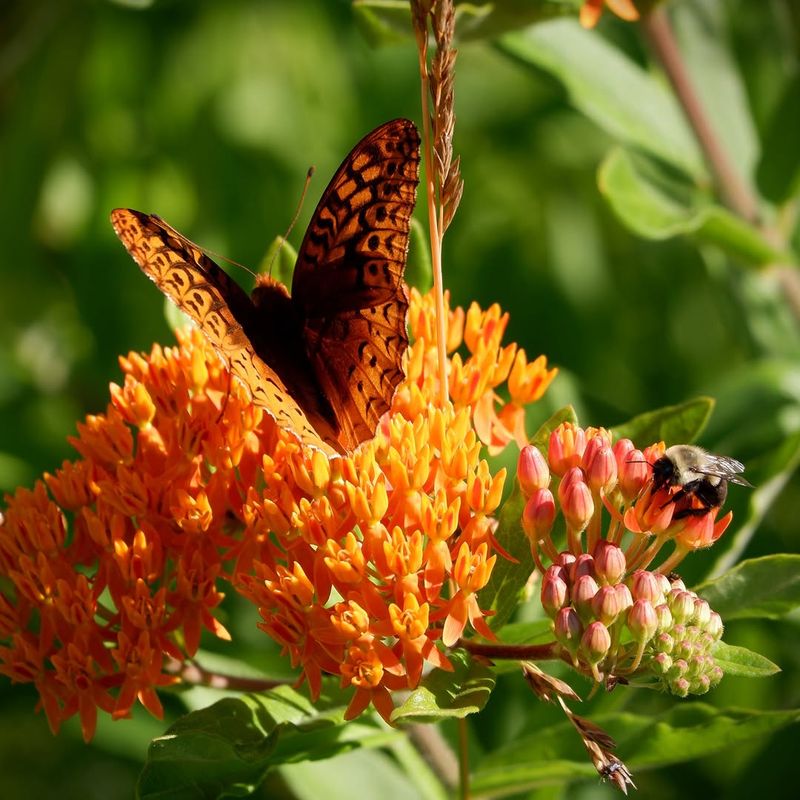 Butterfly Weed Likes Dry Feet Butterfly Weed Likes Dry Feet