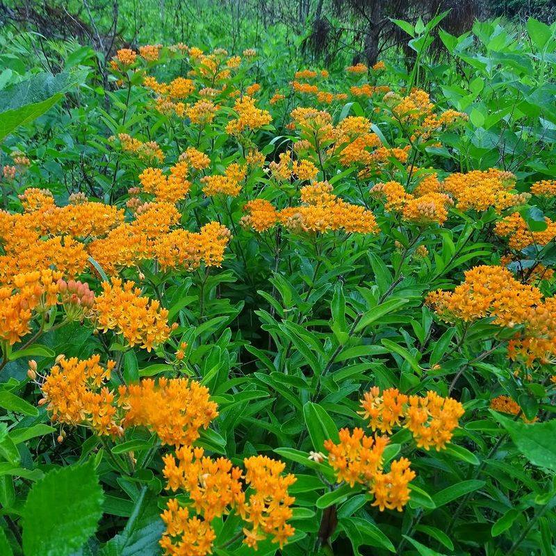 Butterfly Weed Thrives In Dry Soil Butterfly Weed Thrives In Dry Soil