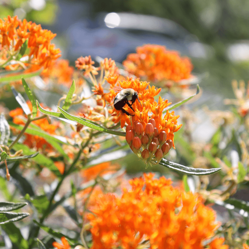 Butterfly Weed