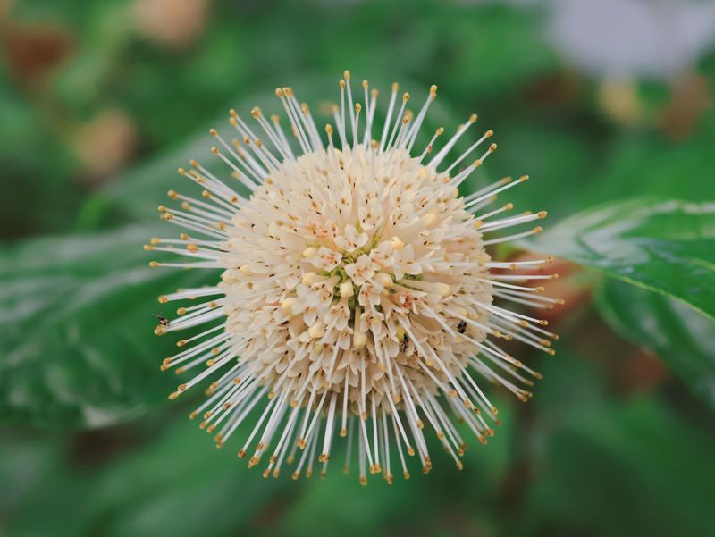Buttonbush Buttonbush