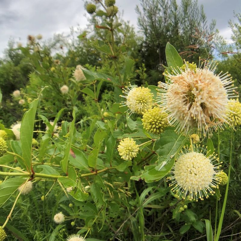 Buttonbush Buttonbush