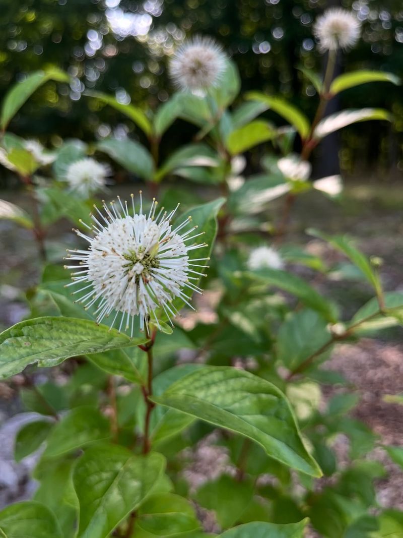 Buttonbush Belongs In Low Spots