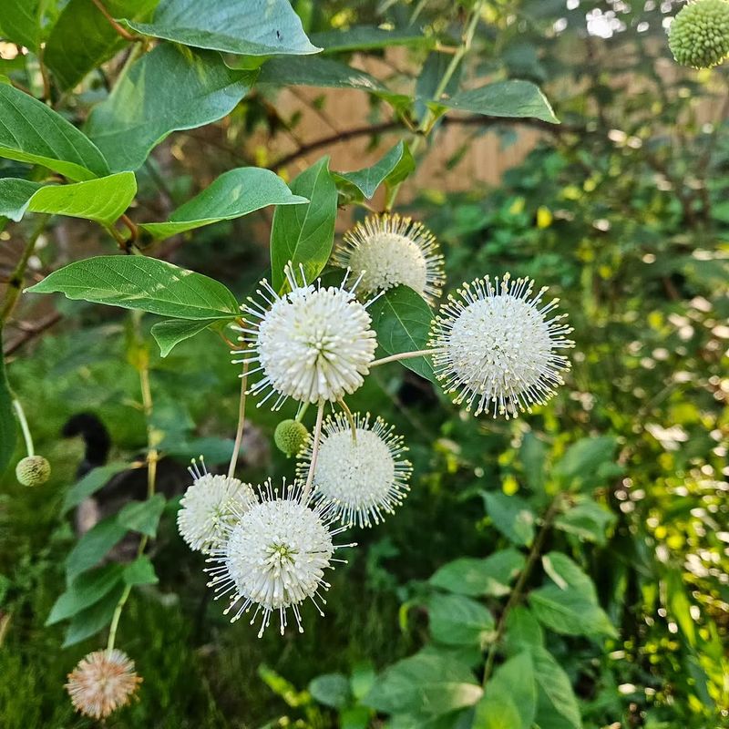 Buttonbush Feeds Pollinators And Songbirds Buttonbush Feeds Pollinators And Songbirds