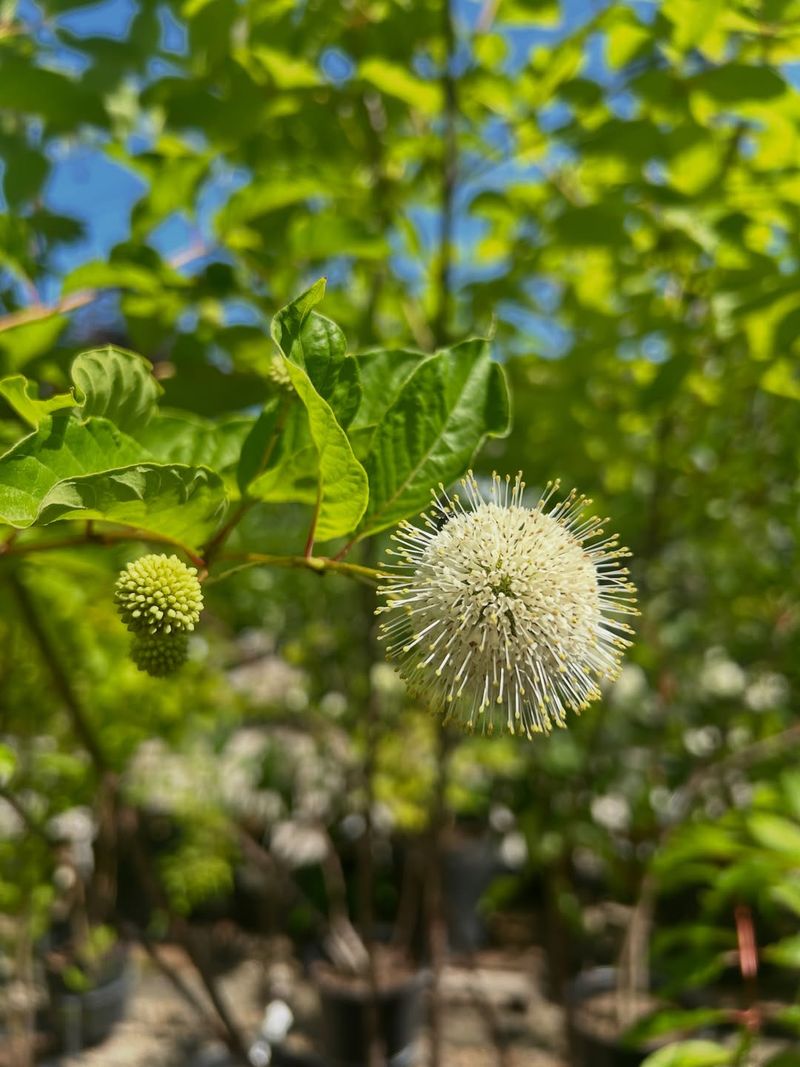 Buttonbush Supports Cardinals In Moist Areas