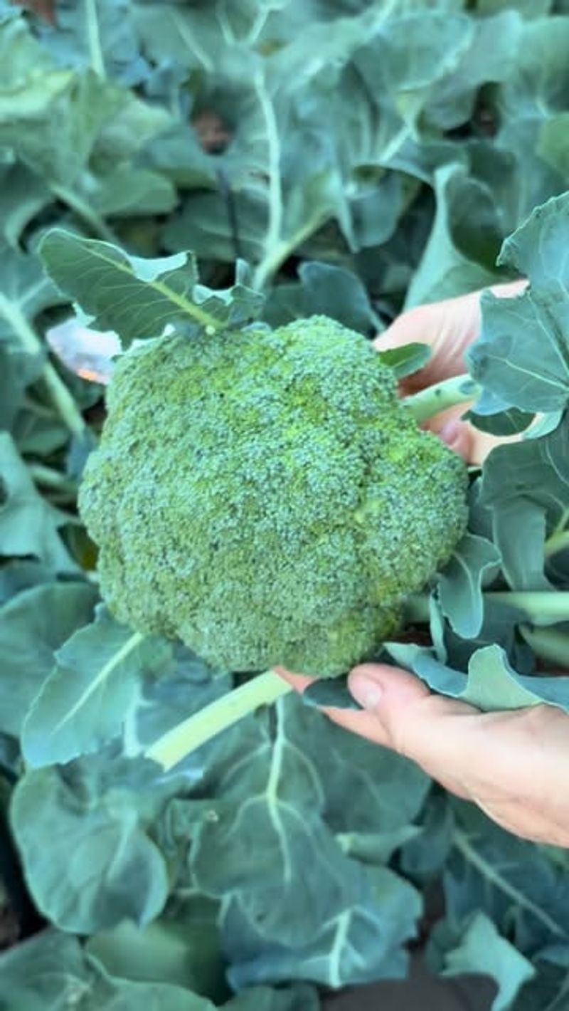 Buying Transplants Can Save The Season Buying Transplants Can Save The Season
