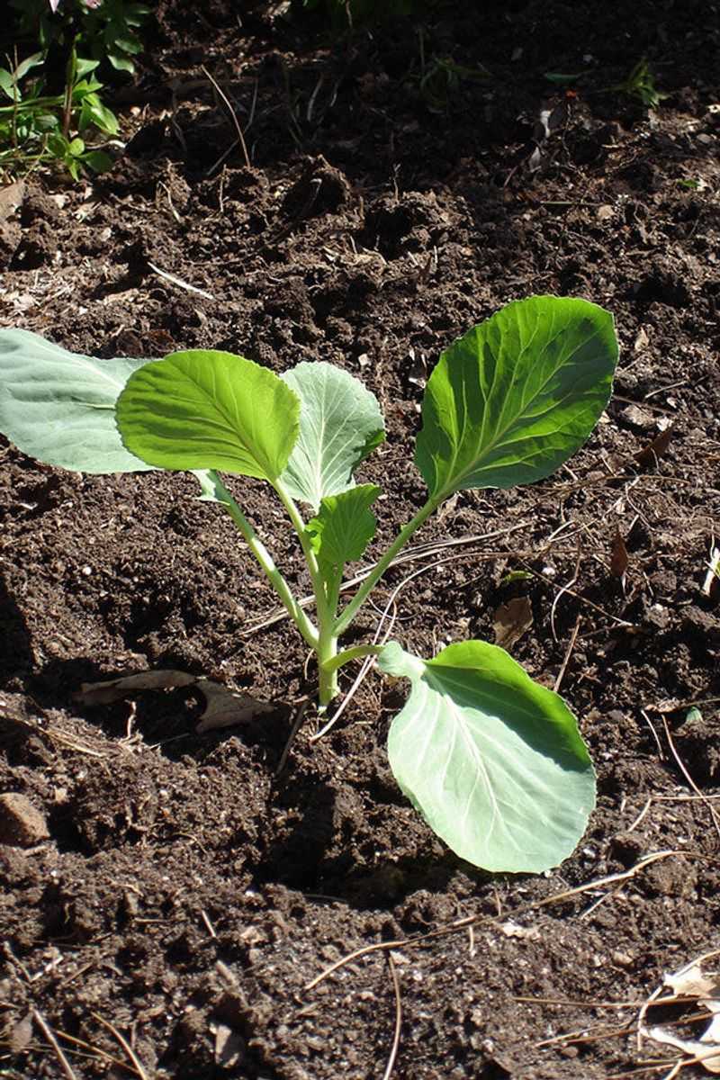 Cabbage Cabbage