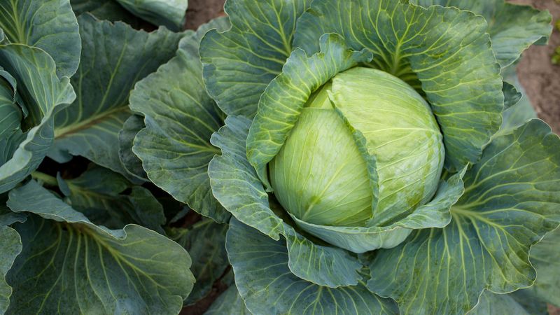 Cabbage Cabbage