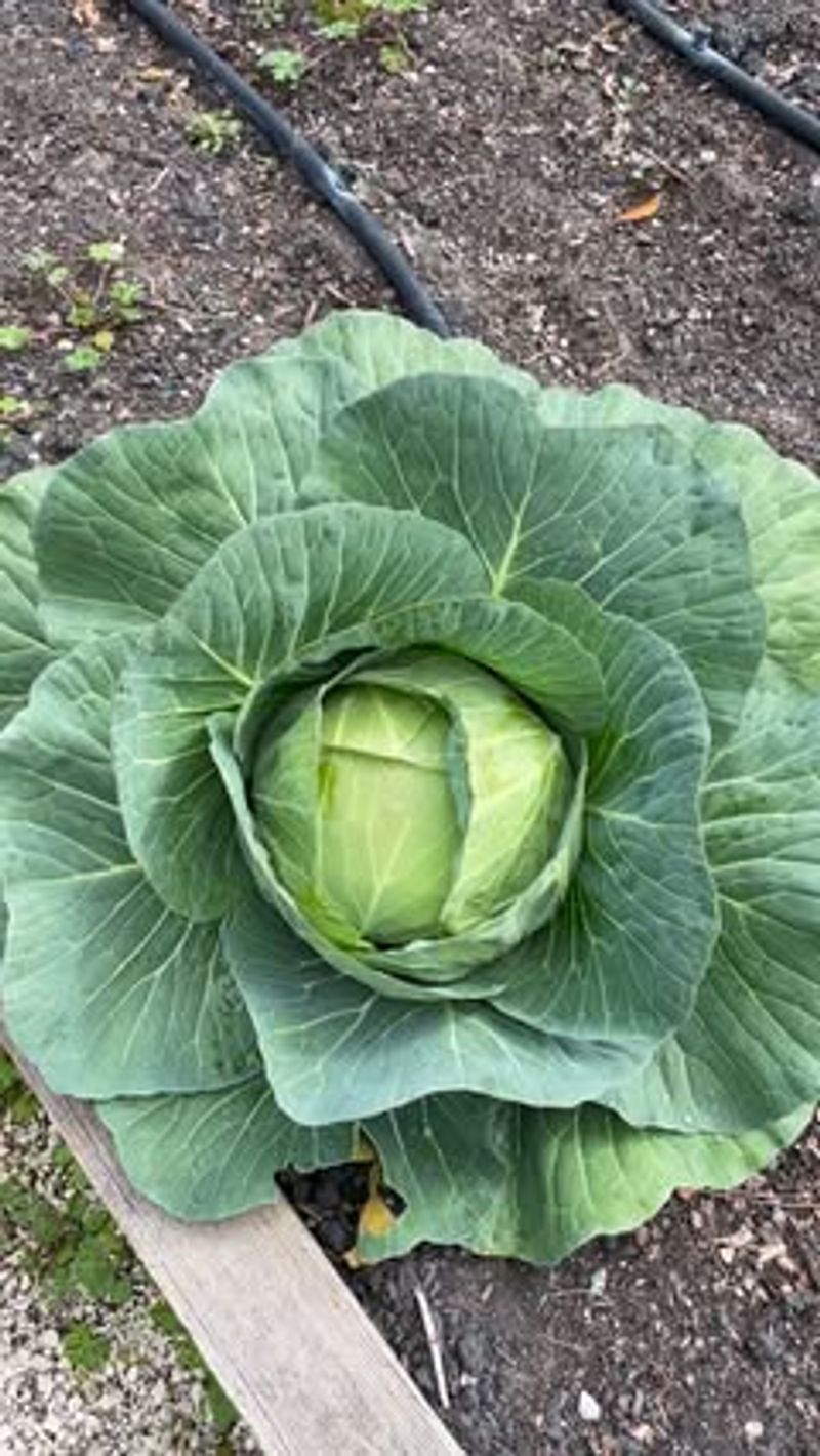 Cabbage Cabbage