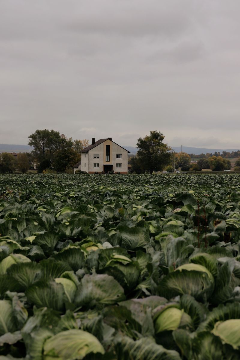 Cabbage
