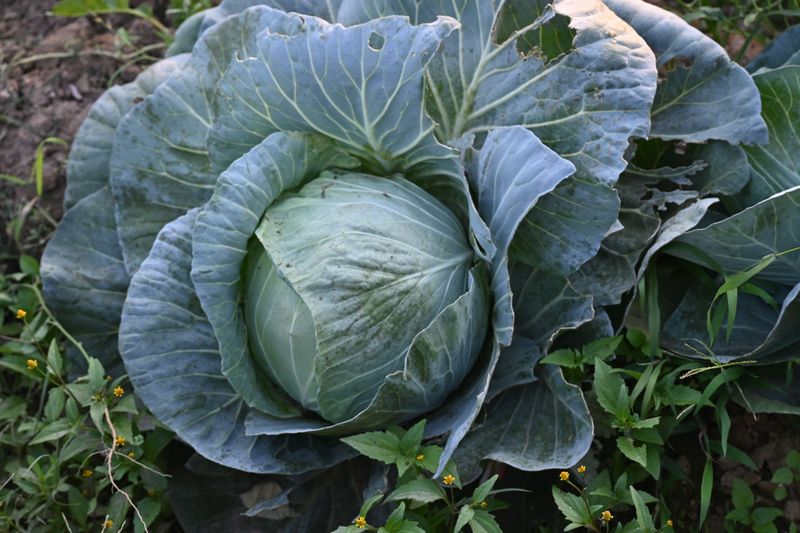 Cabbage Cabbage