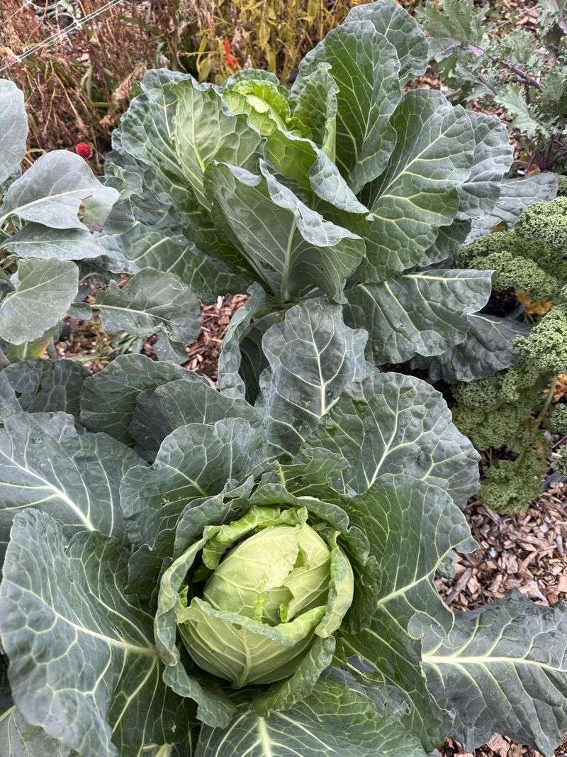 Cabbage Benefits From An Early July Start