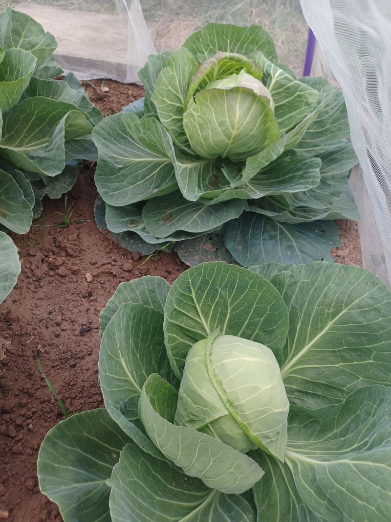 Cabbage Needs Enough Time To Reach Maturity Cabbage Needs Enough Time To Reach Maturity