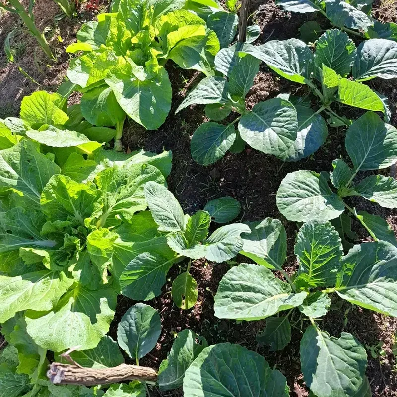 Cabbage Produces Stronger Transplants Indoors Cabbage Produces Stronger Transplants Indoors