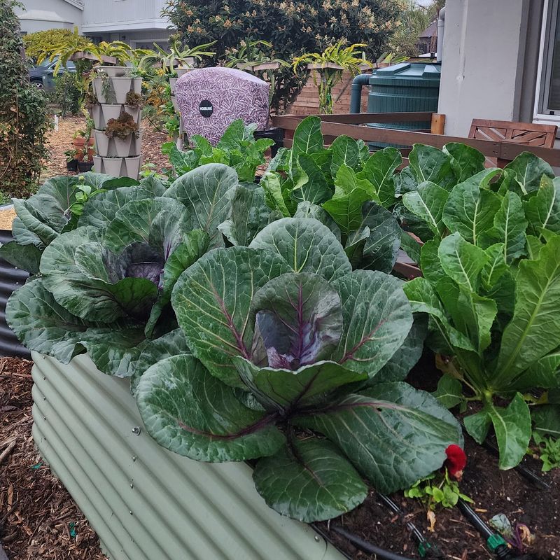 Cabbage Starts Better Before Cool Nights Cabbage Starts Better Before Cool Nights