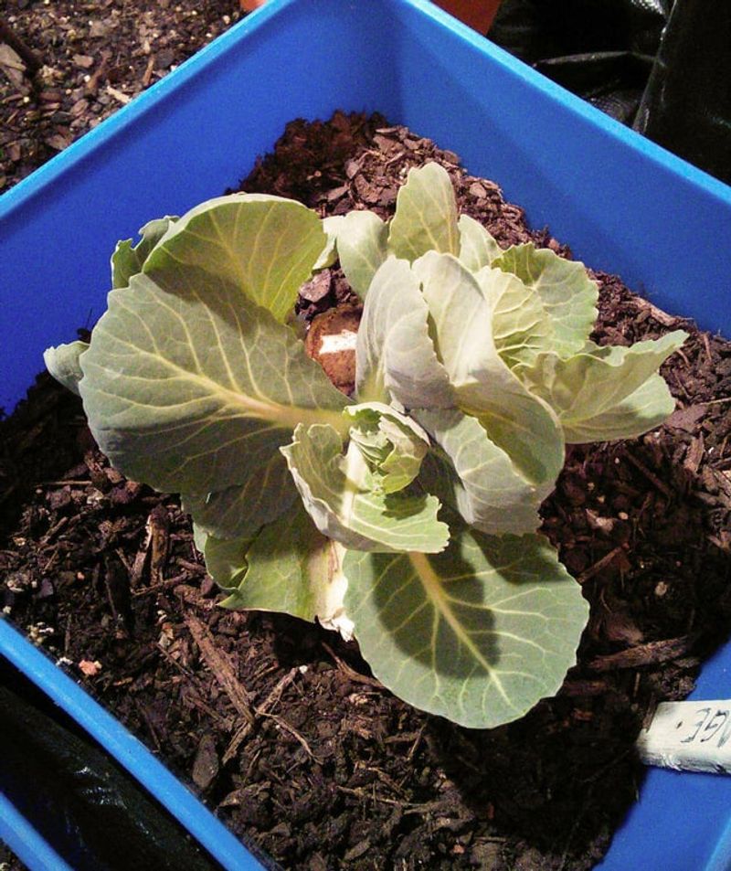 Cabbage Starts Grow Better As Heat Fades Cabbage Starts Grow Better As Heat Fades